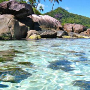 Paradiso Tropicale