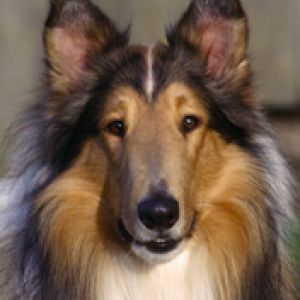 Ritratto di un Collie