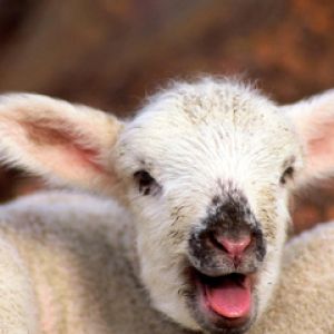 Cucciolo di Pecora