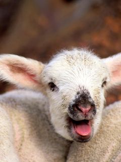 Cucciolo di Pecora