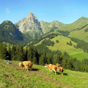 Paesaggio montano con mucche