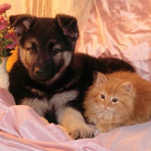 Cucciolo e Gattino Carino