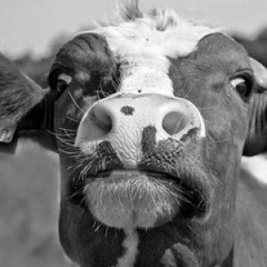 Faccia di Mucca Divertente