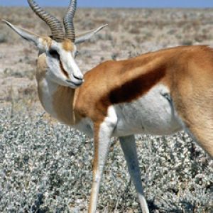 Antilope Elegante nella Natura
