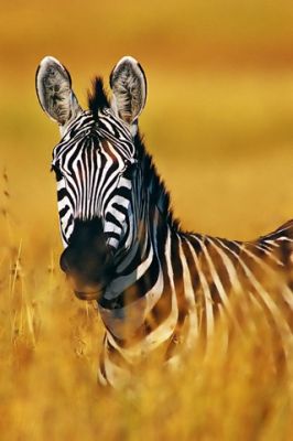 Zebra Maestosa nell'Erba Dorata - wallpaper preview
