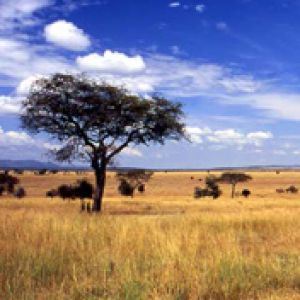 Paesaggio africano sereno