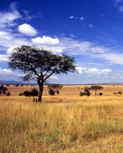 Paesaggio africano sereno
