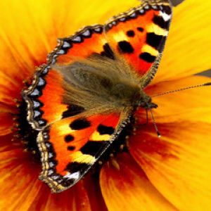 Farfalla Colorata su Fiore