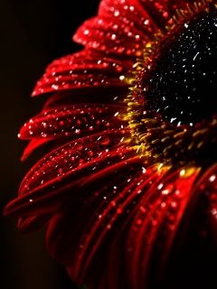 Fiore Rosso con Gocce d'Acqua - wallpaper preview