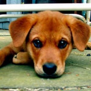Cucciolo Adorabile Sdraiato