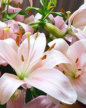 Bellissimi Gigli Rosa - wallpaper preview