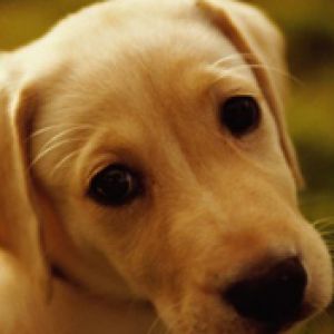 Cucciolo di Labrador Carino
