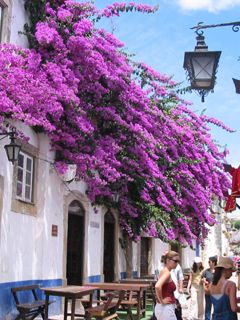 Strada con Bougainvillea Vivace - wallpaper preview