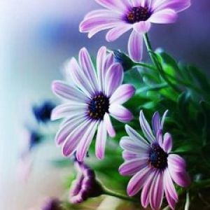 Bellissimi Fiori Viola