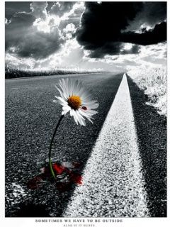 Margherita Solitaria sulla Strada - wallpaper preview