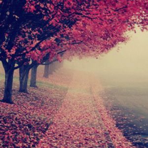 Sentiero Autunnale con Foglie Rosa