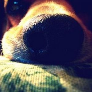 Primo piano del naso del cane