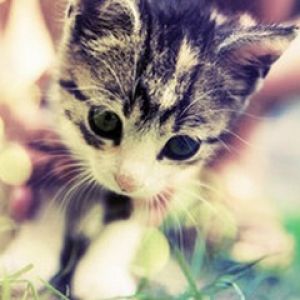 Gattino Carino nella Natura