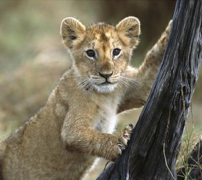 Cucciolo di Leone Carino