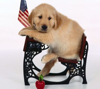 Cucciolo di Golden Retriever