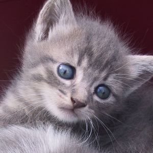 Gatto Grigio Carino