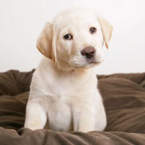 Cucciolo di Labrador Carino