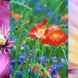 Collezione di Fiori Colorati
