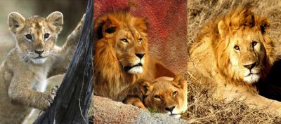 Leoni e Cuccioli Maestosi - wallpaper preview