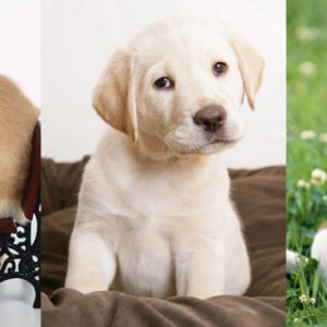 Collezione di Cuccioli Carini