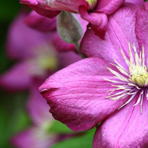 Fiore Rosa Vivo