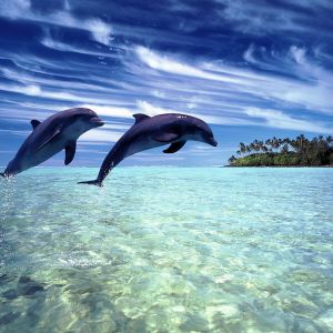Delfini che saltano in Acqua Cristallina
