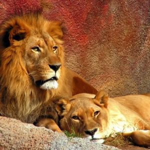 Leoni Maestosi nella Natura