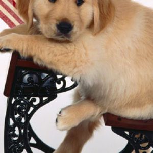 Cucciolo di Golden Retriever