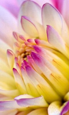Bellissimo Primo Piano di Fiore - wallpaper preview