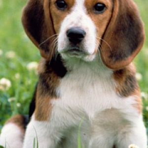 Cucciolo Beagle Carino