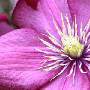 Fiore Rosa Vivace