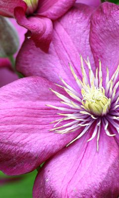 Fiore Rosa Vivace - wallpaper preview