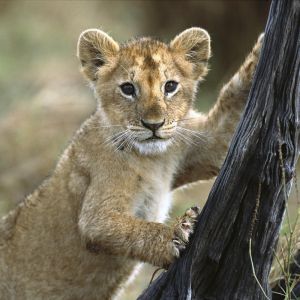 Cucciolo di Leone Carino