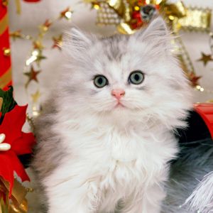 Gatto di Natale Carino