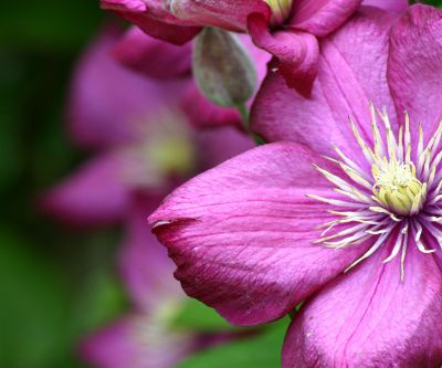 Fiore Rosa Vivace - wallpaper preview