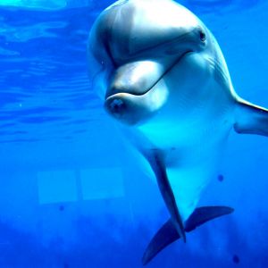 Delfino Giocoso Sott'acqua
