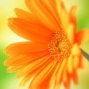 Fiore Arancione Vivace