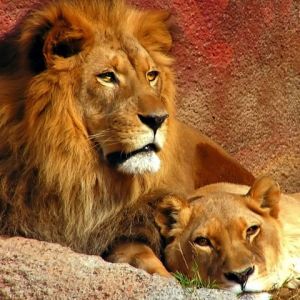 Leoni Maestosi nella Natura