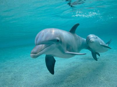 Delfini che nuotano sott'acqua - wallpaper preview