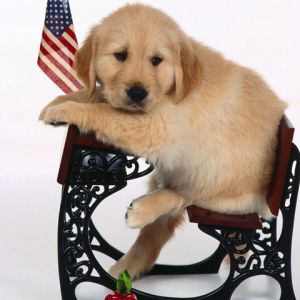 Cucciolo di Golden Retriever Carino
