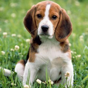 Cucciolo Beagle Adorabile