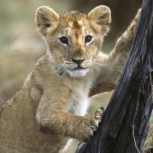 Cucciolo di Leone Carino