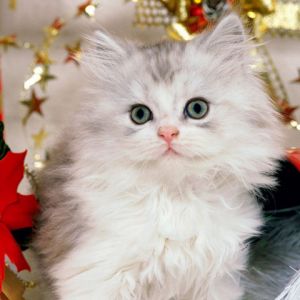 Gatto di Natale Carino