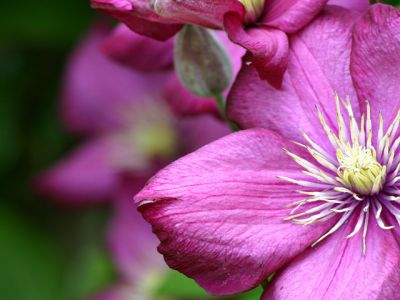 Fiore Rosa Vivace - wallpaper preview