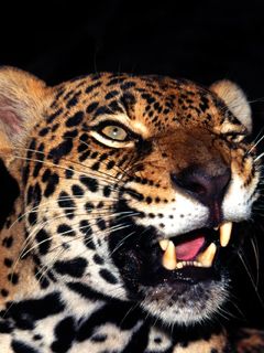 Leopardo Maestoso in Primo Piano - wallpaper preview